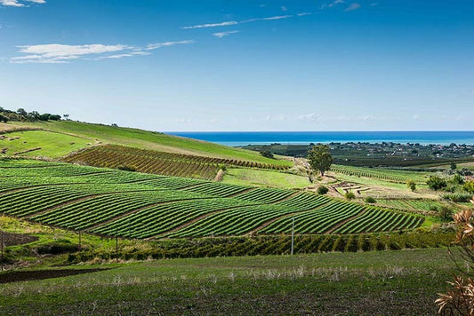 In celebration of Sicilian wine: A quick guide to the best wineries in the region