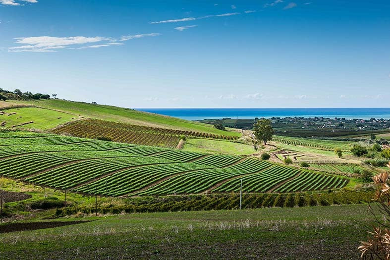 In celebration of Sicilian wine: A quick guide to the best wineries in the region